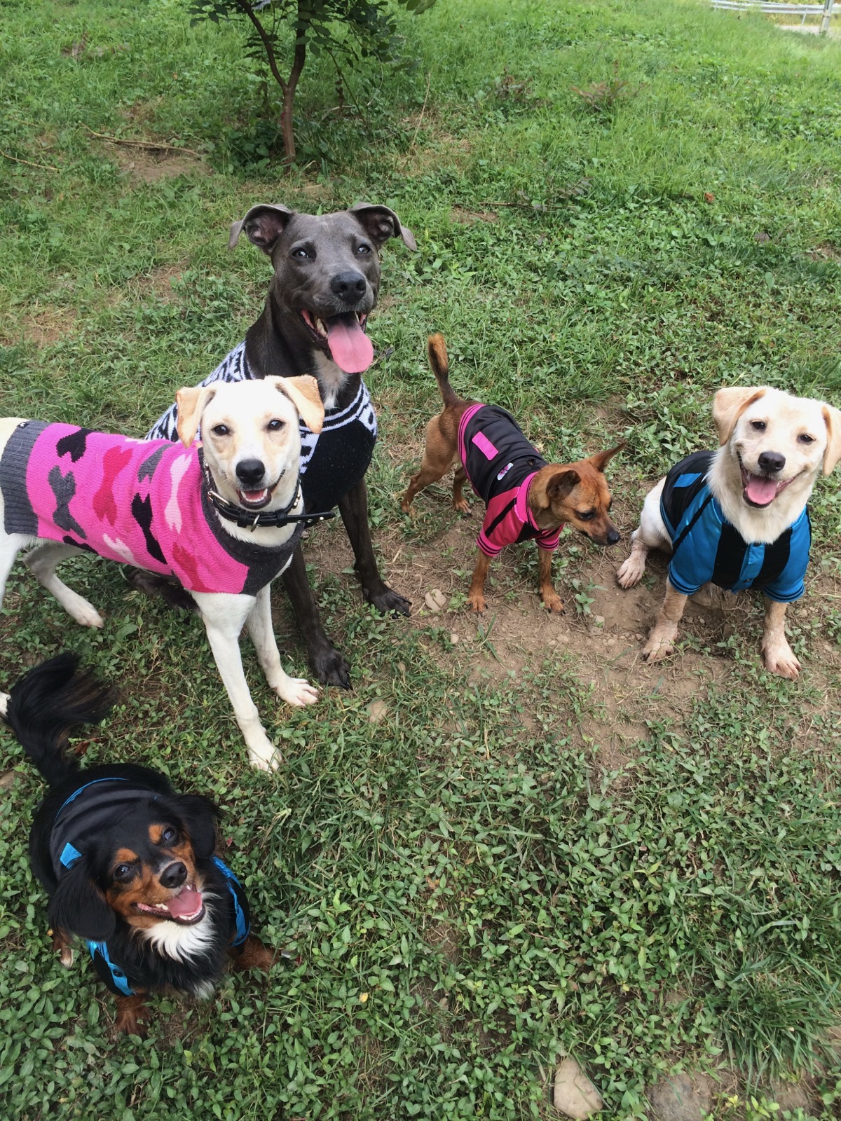 The Strawberry Fields pack of dogs together