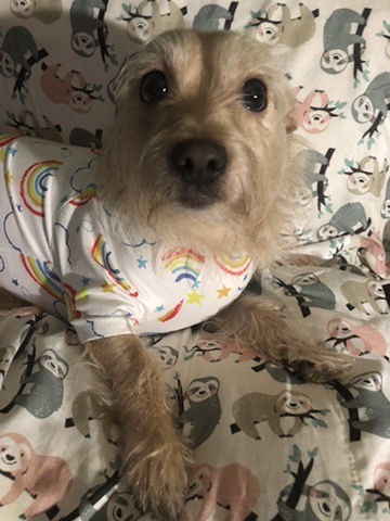 My pup in rainbow pajamas on sloth sheets