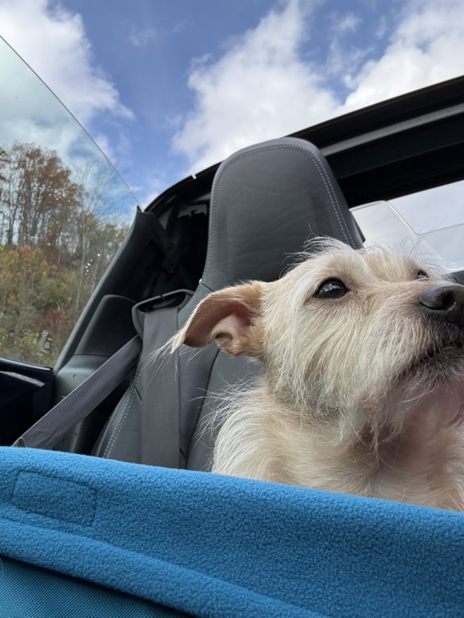 Suggies riding shotgun in the Miata